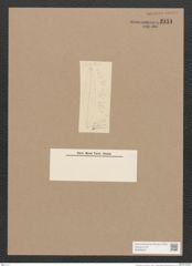 Pleurosigma sp. (de-Toni-Nr.: Genus 13) Zeichnungen Sammlung Grunow Nr. 2151 (NHMW-BOT-W0369200)